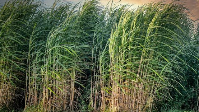 सेमीखेड़ा चीनी मिल को तीन नए गन्ना क्रय केंद्र मिले, कुल संख्या 13