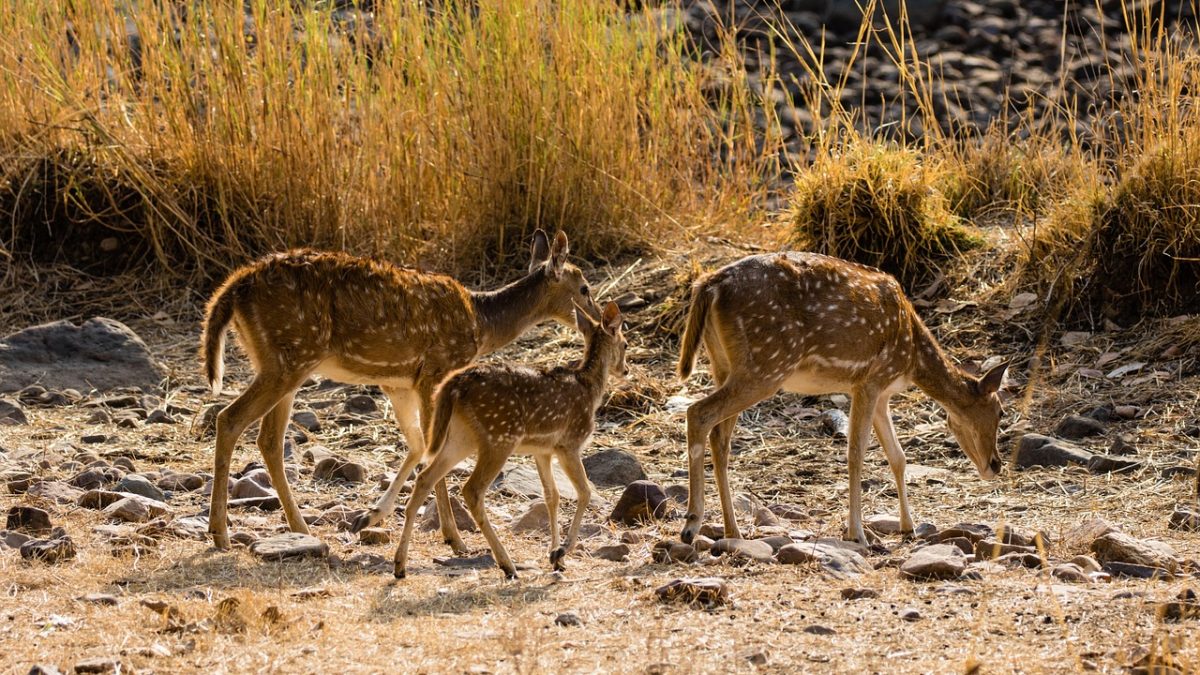 कूनो में चीते की गोली लगने से मौत, केंद्र ने भेजी जांच टीम