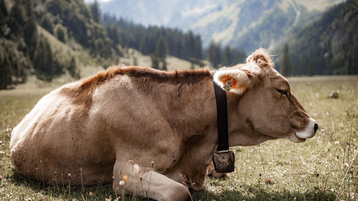 उत्तराखंड के जोशीमठ में हेलीकॉप्टर क्रैश, सवार सभी छह यात्रियों की मौत